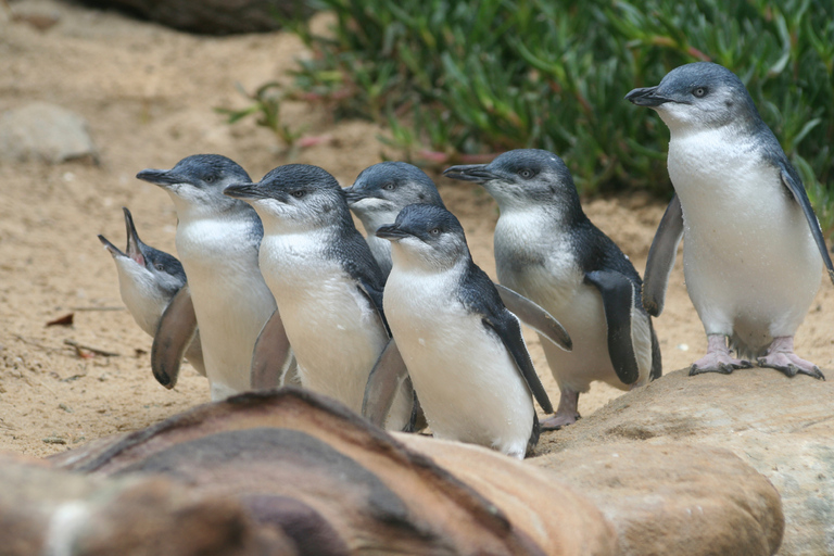 Vanuit Melbourne: Pinguïn Parade en Koala's TourDagtrip met Pinguïns Plus Upgrade Bekijken