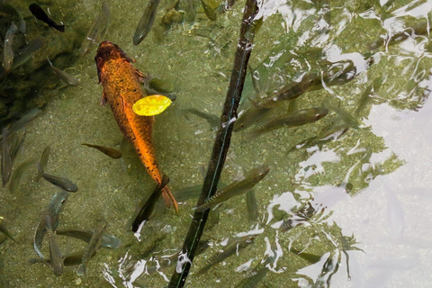Port Vila: Mele Cascades, Snorkeling, and Fish Feeding Tour