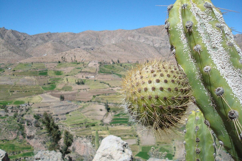 From Arequipa: Colca Canyon Excursion + Transfer to Cusco