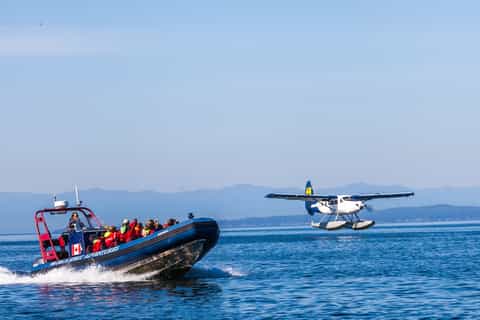 from vancouver victoria whale watching adventure