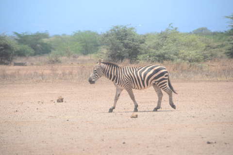 Depuis Diani ou Mombasa : Excursion d&#039;une journée dans le parc national de Tsavo East