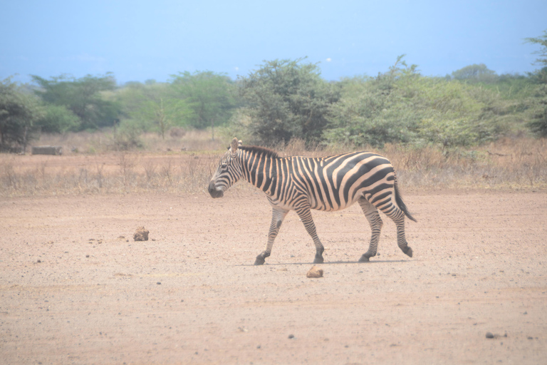 Desde Diani o Mombasa Excursión de un día al Parque Nacional de Tsavo Oriental