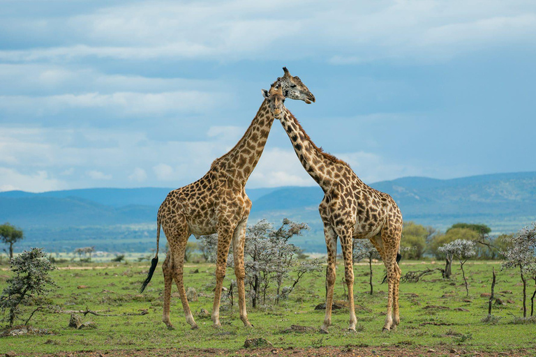 Visite du centre des girafes depuis Nairobi