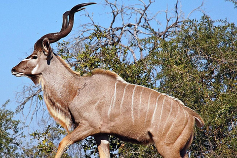From Durban: Tala Game Reserve Half Day Safari