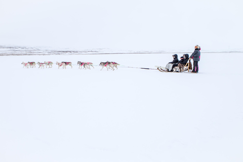 Winter Dog Sledding next to Reykjavik