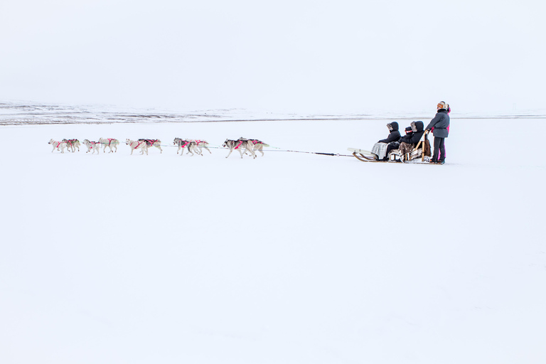 Winter Dog Sledding next to Reykjavik