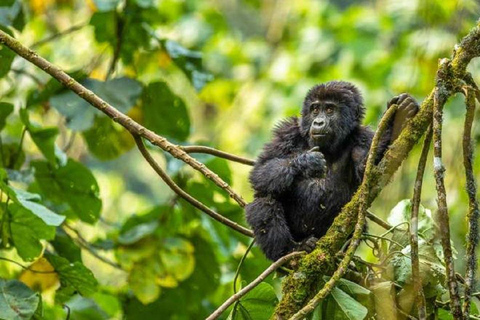Uganda: 4-Day Primates Budget tour and Lake Bunyonyi