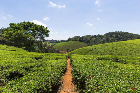 Granja de té desde Nairobi (Kiambethu)