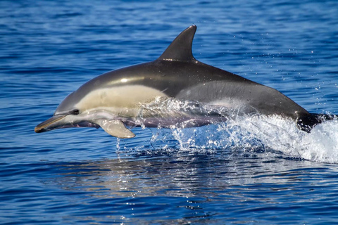 From Horta, Faial Island: Whale & Dolphin Watching From Faial Island: Whale & Dolphin Watching