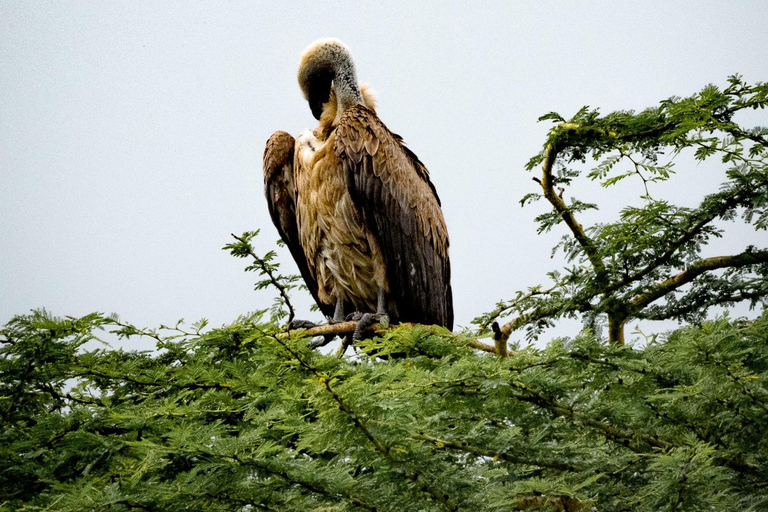 Nairobi: passeio de meio dia no Parque NacionalNairobi: tour privado de meio dia no Parque Nacional