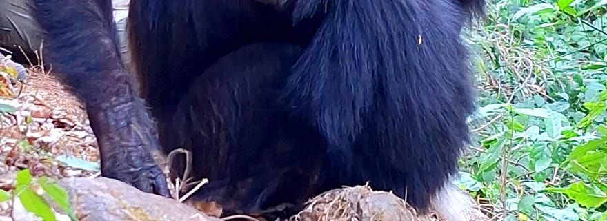 Randonnée de 3 jours à la découverte des chimpanzés de Gombe, kayak et visite de la ville