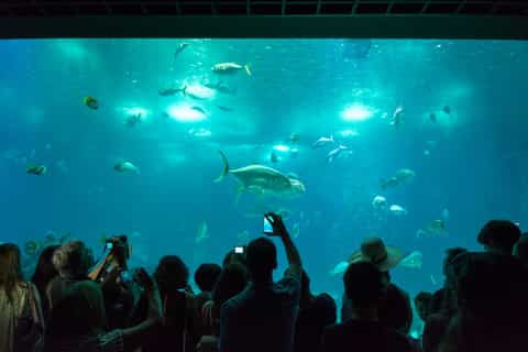 Lisbon: Oceanarium Entrance Ticket