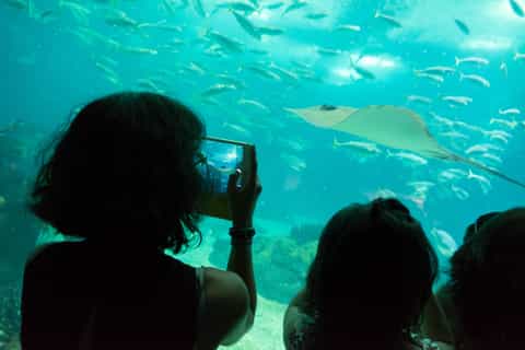 Lisbon: Oceanarium Entrance Ticket