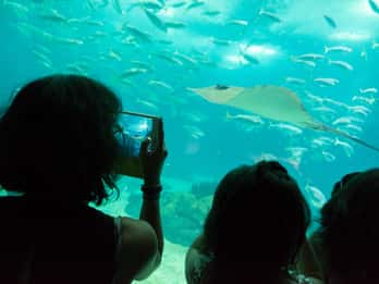 Lissabon: Eintrittskarte für das Ozeaneum Lissabon: Eintrittskarte für das Ozeaneum