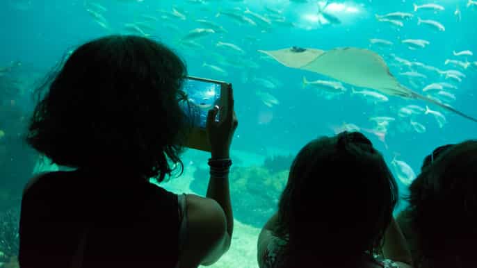 lisbon oceanarium entrance ticket