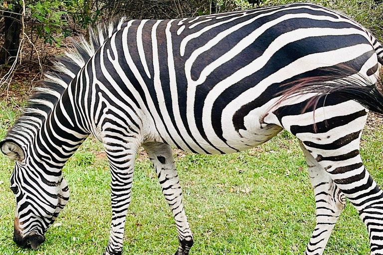 From Livingstone: Chobe Half-Day Game Drive Safari