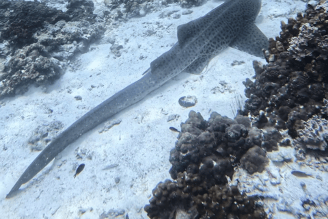 Mascate : excursion de plongée en apnée sur l&#039;île de Dimaniyat