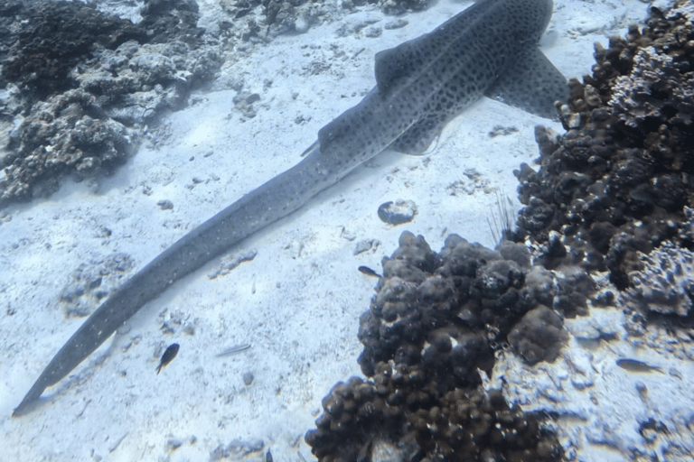 Mascate : excursion de plongée en apnée sur l&#039;île de Dimaniyat