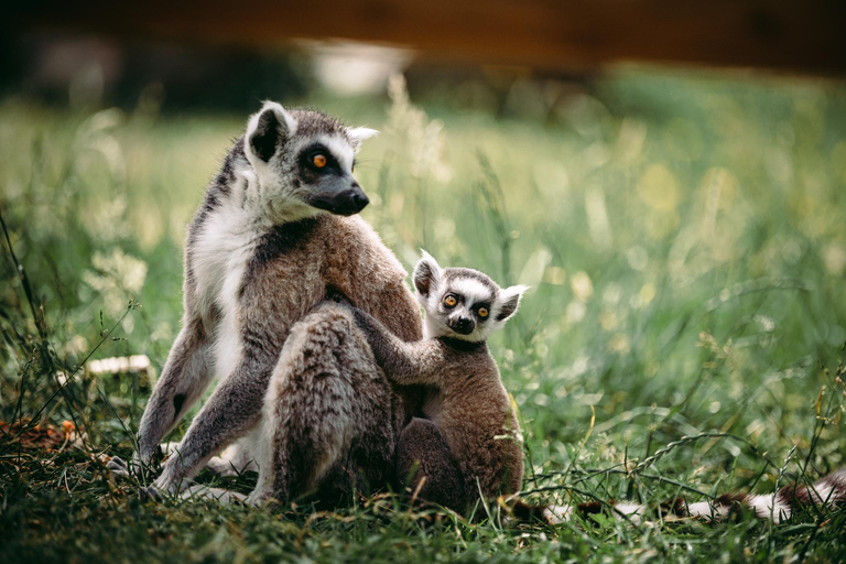 Ypres: Bellewaerde Theme Park Entry Ticket Entry Tickets low season