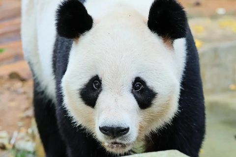 Shenzhen: Giant Panda Encounter and Safari Park