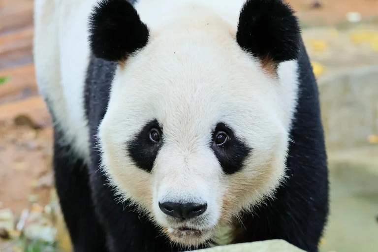 Shenzhen: Giant Panda Encounter and Safari Park