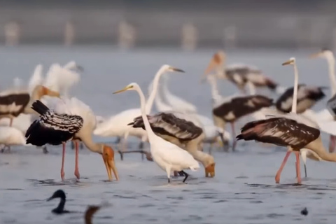 Tour di più giorni: safari sugli elefanti nel parco nazionale di Udawalawe