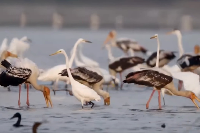 Tour di più giorni: safari sugli elefanti nel parco nazionale di Udawalawe