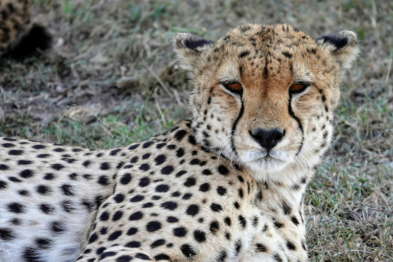 3-day private Maasai Mara & Maasai village visit Ugrade to Mid Range Lodge