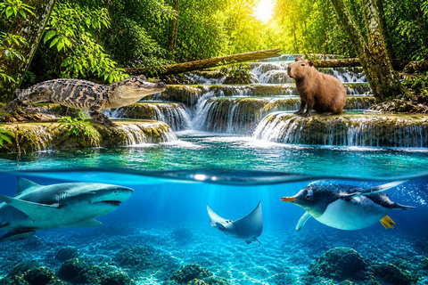 Istanbul: Aquarium Tour with Hotel Transfer Hotel Pickup & Aquarium Tour