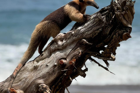 Uvita: Caño Island &amp; Corcovado National Park Combo Tour