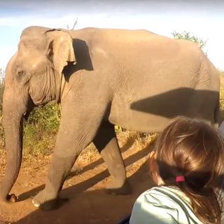 Multi-Day Tour: Udawalawe Parque Nacional elefante Safari