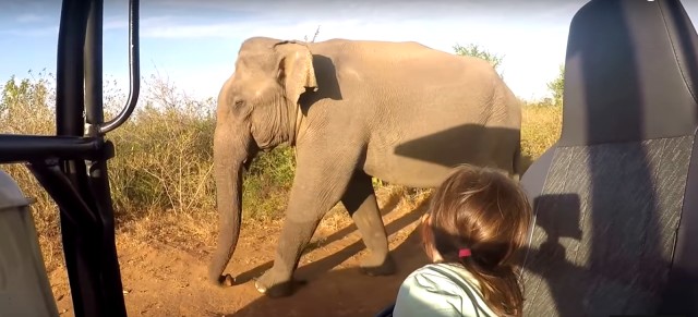 Multi-Day Tour: Udawalawe National Park Elephant Safari