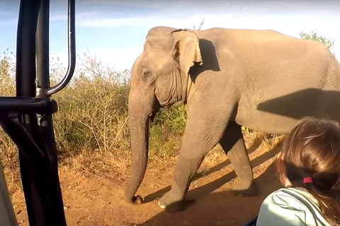 Tour di più giorni: safari sugli elefanti nel parco nazionale di Udawalawe