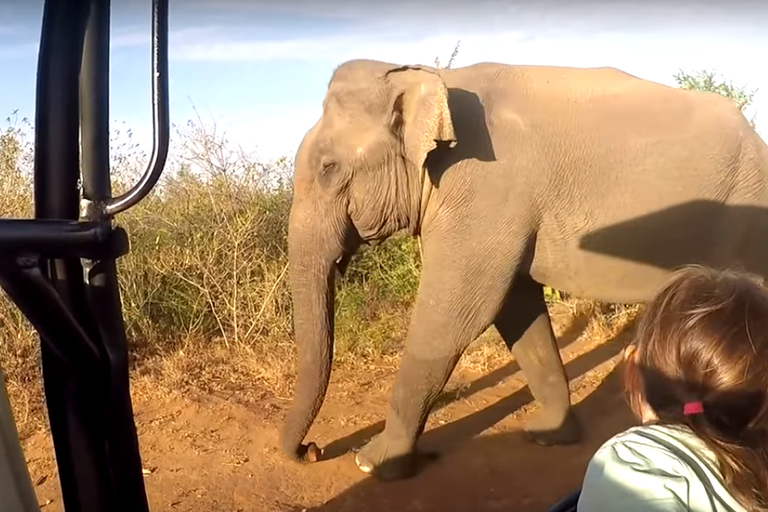 Tour di più giorni: safari sugli elefanti nel parco nazionale di Udawalawe