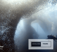 Moalboal, Buceo con la Sardina y Tortugas Marinas - Hizvo