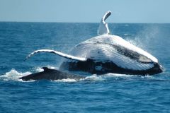 De Punta Cana: Excursão de Observação de Baleias