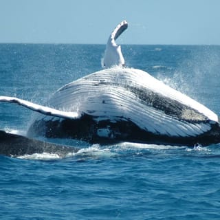 From Punta Cana: Sanctuary Whale Watching Day Trip