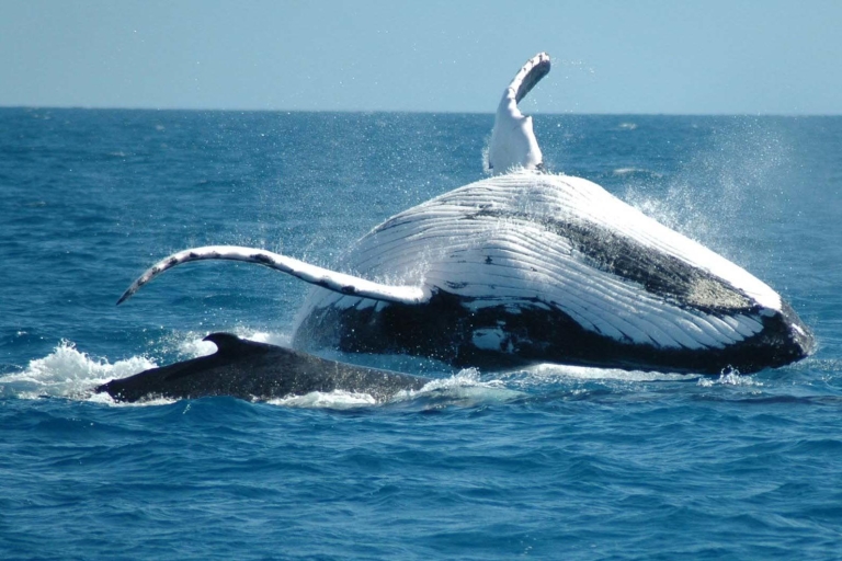 Ab Punta Cana: Walbeobachtung-Tagestour im Schutzgebiet