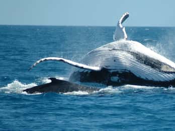 From Punta Cana: Sanctuary Whale Watching Day Trip