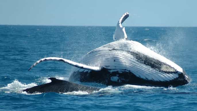 from punta cana sanctuary whale watching day trip