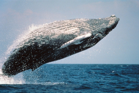Ab Punta Cana: Walbeobachtung-Tagestour im Schutzgebiet