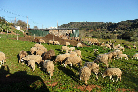 From Albufeira: Half-Day Algarve Jeep Safari