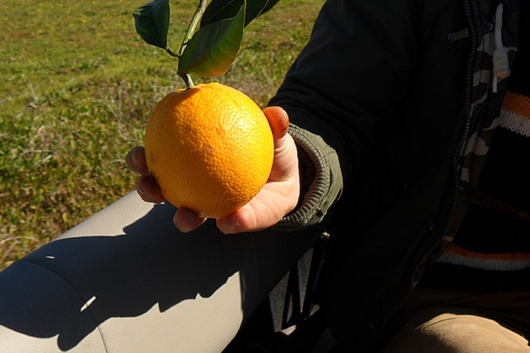 From Albufeira: Half-Day Algarve Jeep Safari