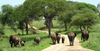 Safari indimenticabile del parco nazionale di Tarangire. - Housity