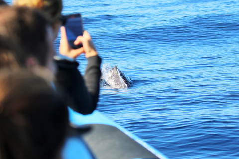 Whale and Dolphin Watching with Vila Franca Islet Visit
