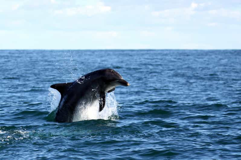 Big 5 Sea Safari Boat Ride of Gansbaai or Walker Bay | GetYourGuide