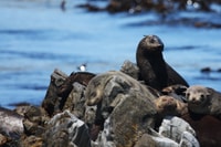 Big 5 Sea Safari Boat Ride of Gansbaai ou Walker Bay - Housity