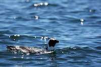 Big 5 Sea Safari Boat Ride of Gansbaai ou Walker Bay - Housity