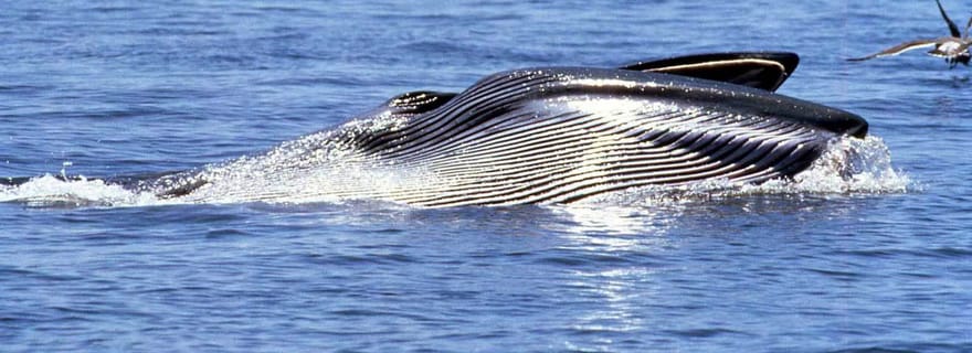 Tour en bateau de Gansbaai ou de Walker Bay pour le safari en mer des Big 5