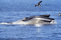 Big 5 Sea Safari Boat Ride of Gansbaai ou Walker Bay - Housity